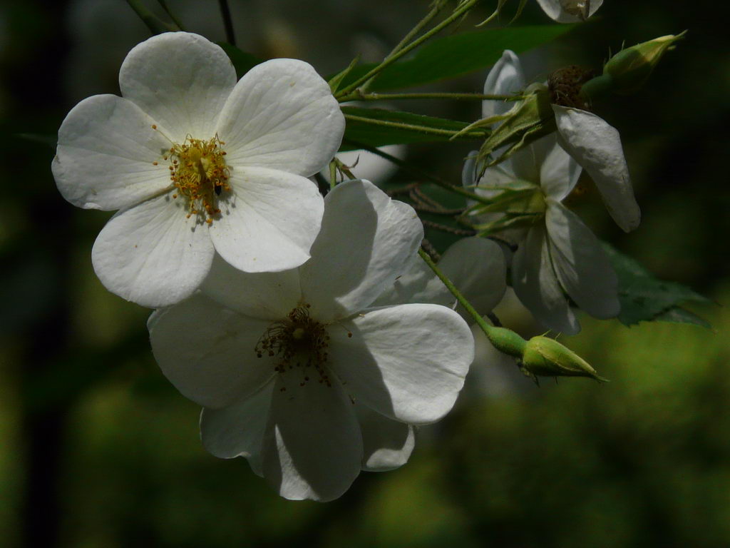 رز معطر هیمالیایی ، Himalaja-Moschus-Rose،Rosa clavigera, Rosa pubescens, Rosa moschata var. Nepalen